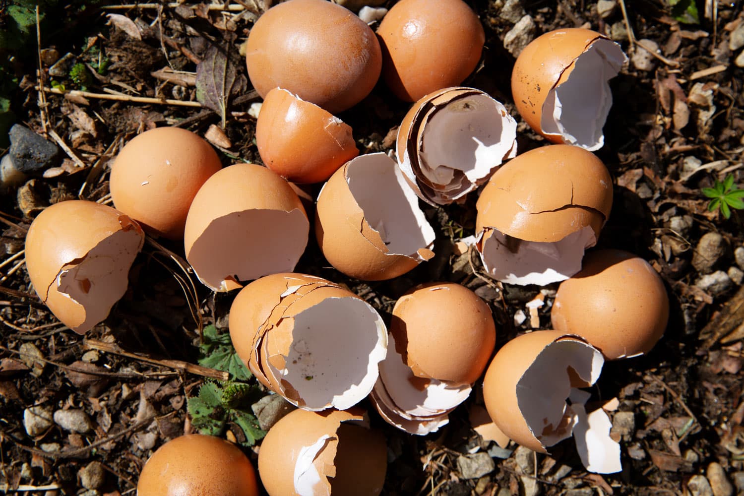 Eggshells lying on the ground in a garden.