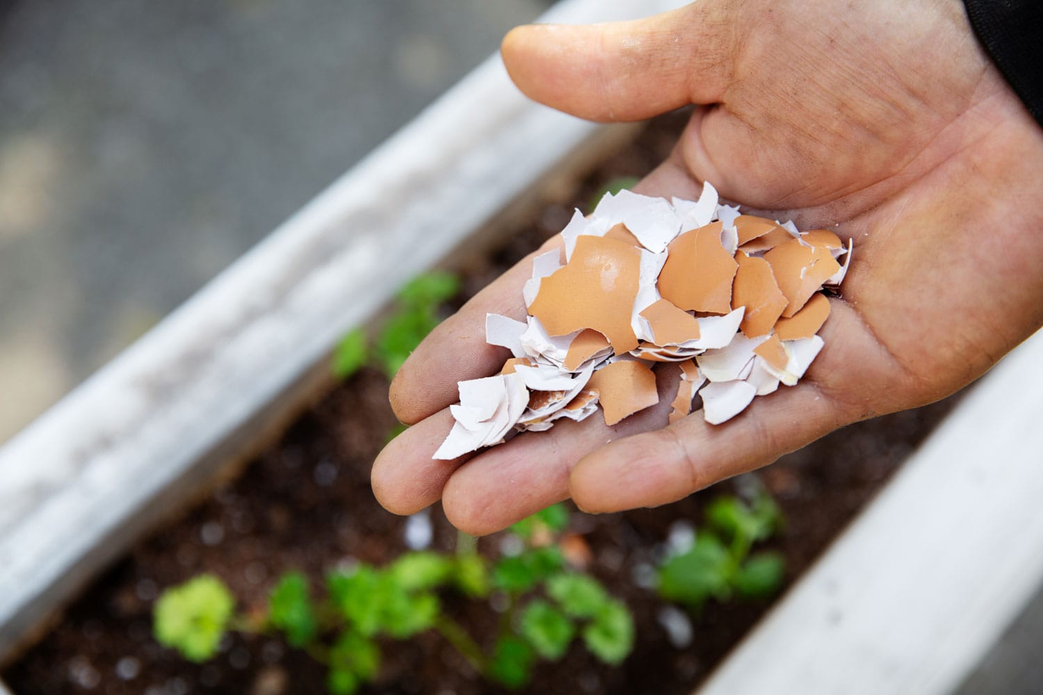A hand with broken egg shells and garden in background.