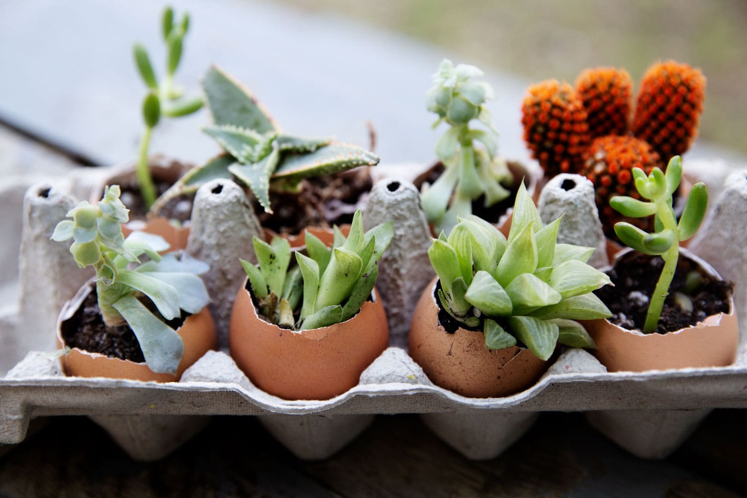 Succulent plants planted in eggshells and in an egg carton.